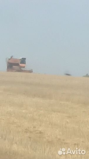 Зерно пшеница
