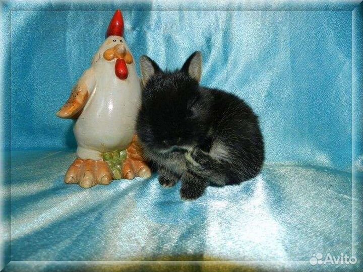 Нидерландский карликовый кролик черный оттер