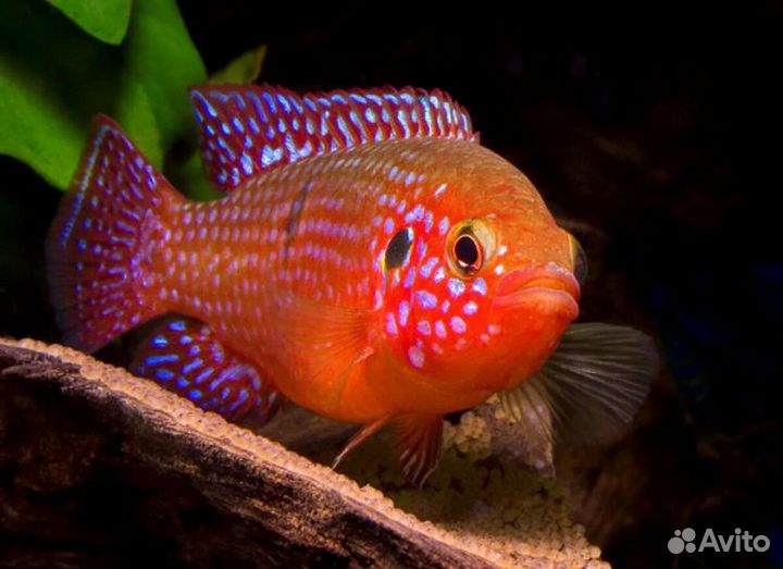 Аквариумные рыбы. Фильтры аквариумные