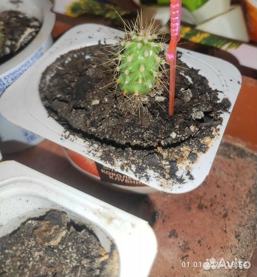 Кактусы. Обмен, продажа