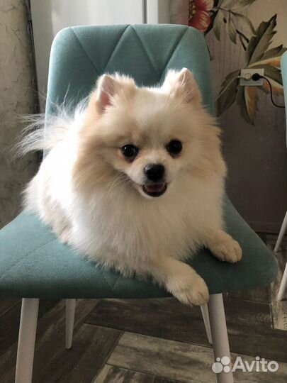 Померанский шпиц вязка кобель