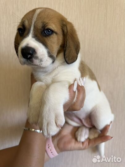 Щенки бигль