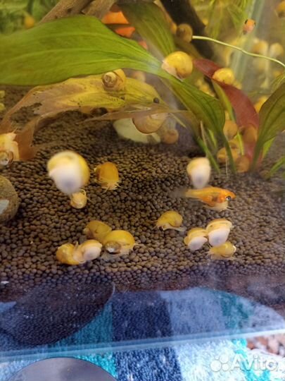 Улитки ампулярии