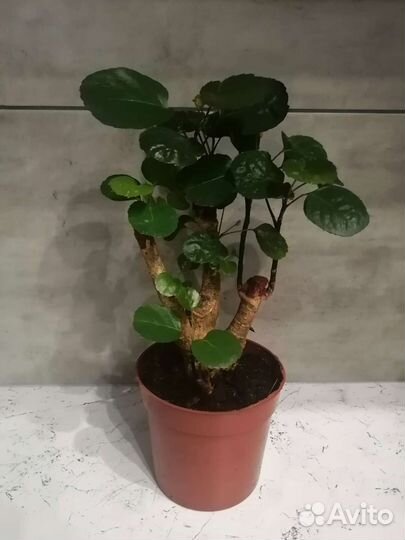 Полисциас фабиана