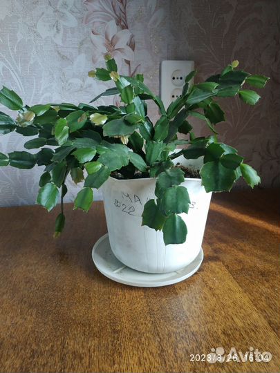 Цветок декабрист