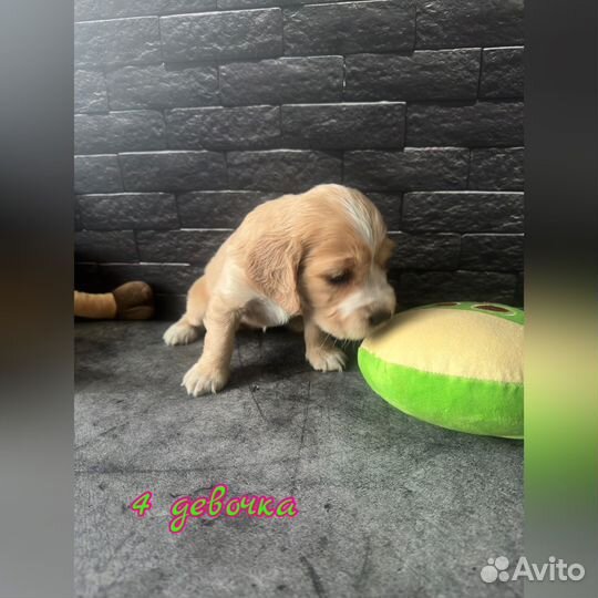 Щенки английского кокер спаниеля