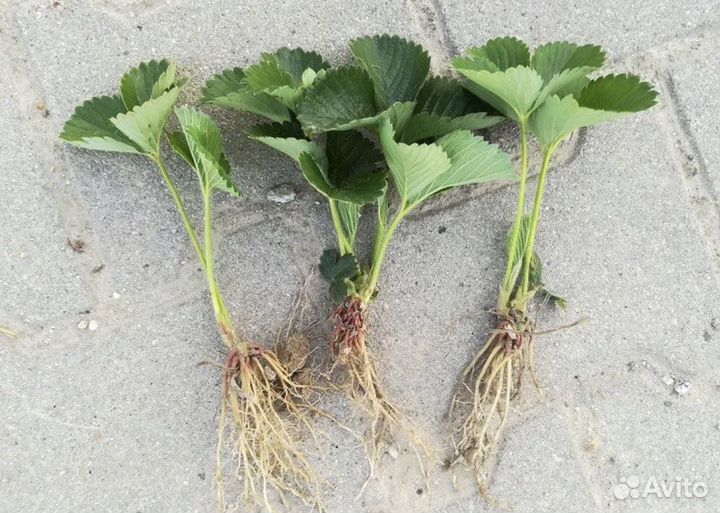 Клубника саженцы молочай кипарисовый