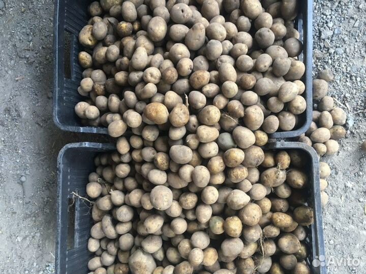 Мелкий картофель на корм скоту