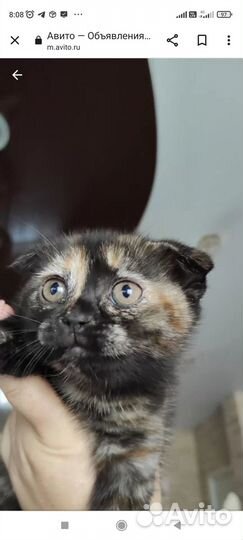 Шотландские котята