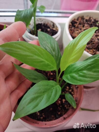 Спатифилумы разных сортов и сортовые