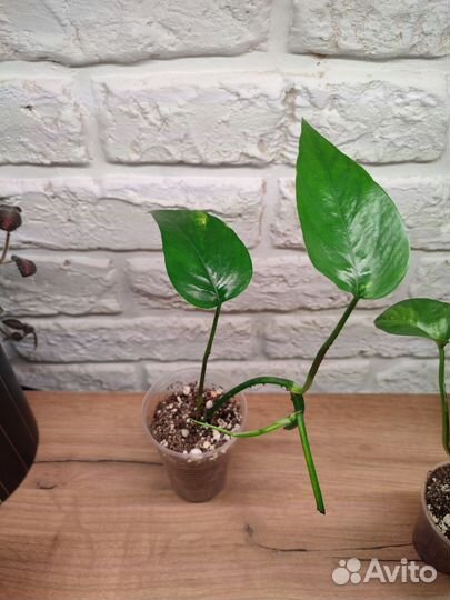 Комнатные цветы Эпипремнумы