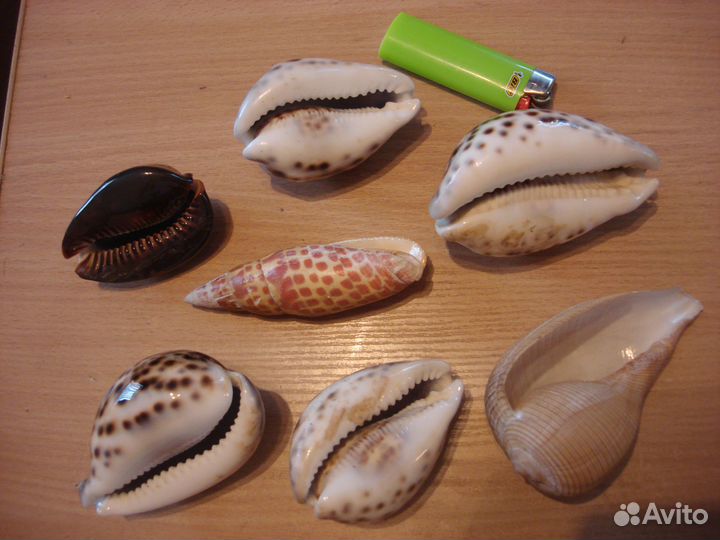 Морские ракушки