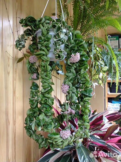 Растение хойя