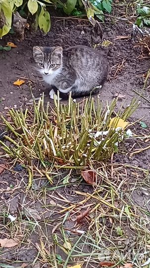 Котенок