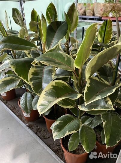 Фикусы Лирата, Бенгальский, Бенджамина