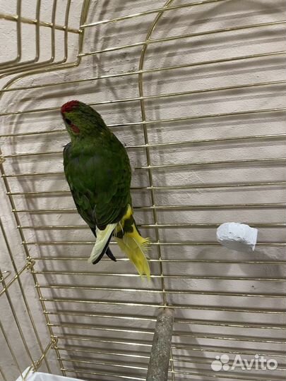 Попугай какарик