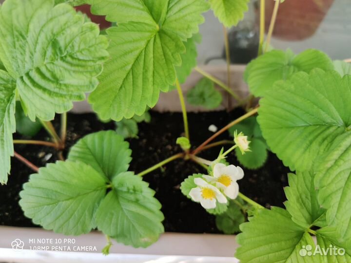 Белая клубника со вкусом ананаса