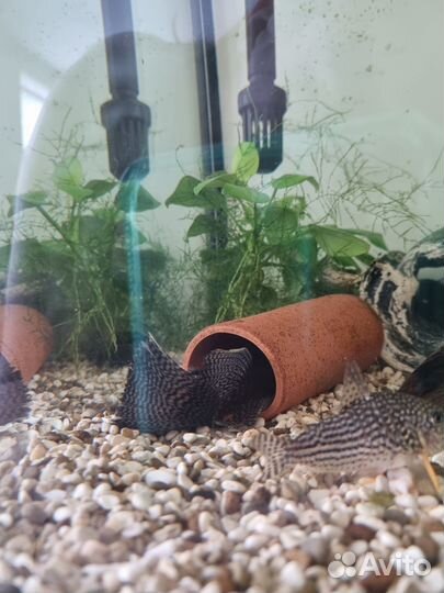 Анциструс вуалевый 3см