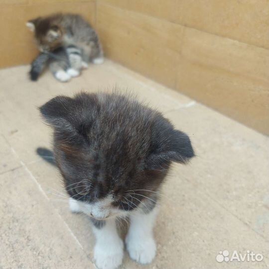 Вислоухие котята, отдам в добрые руки