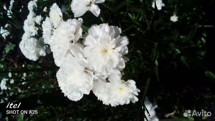 Бессмертник