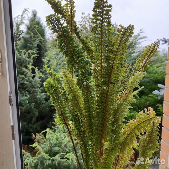 Папоротник Nephrolepis exaltata cv Wagneri