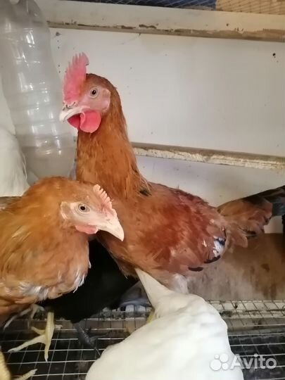 Молодые петухи