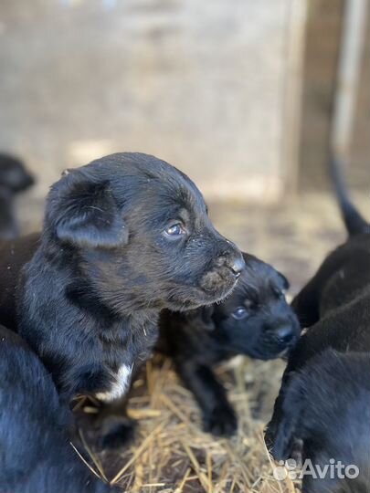 Щенки лабрадора черные