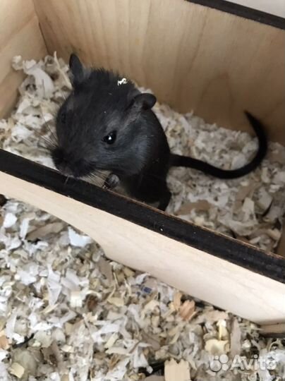 Мышь песчанка