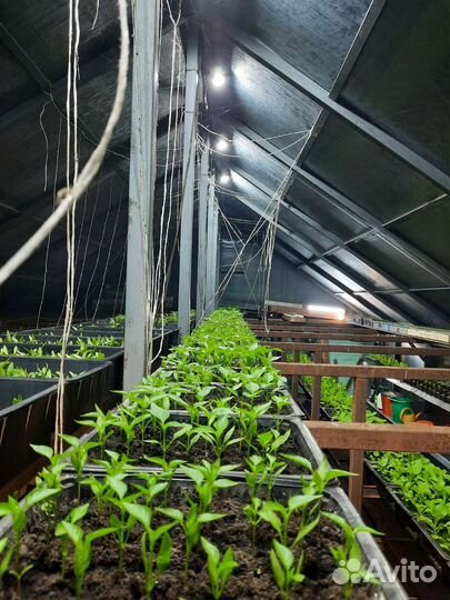 Рассада сладкого перца