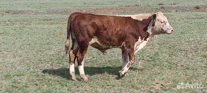 Продам бычков