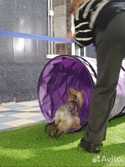 Услуги кинолога