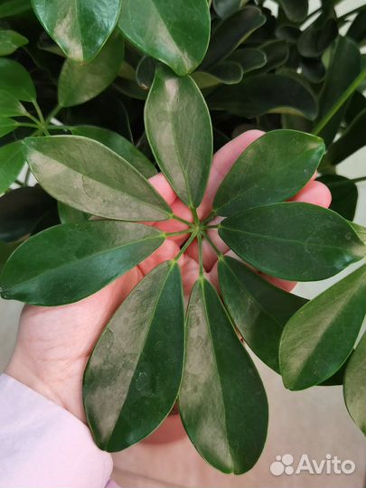 Шеффлера Нора на штамбе, декоративно-лиственные