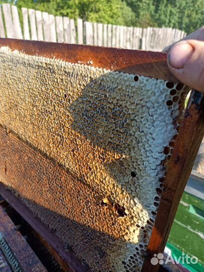 Мед и продукты пчеловодства из Муромского заказник