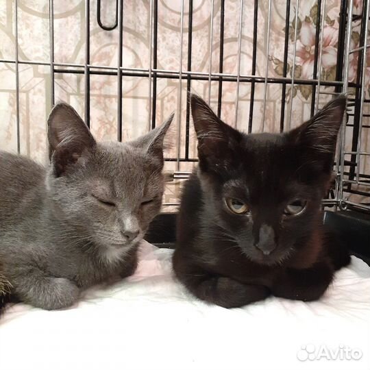 Кошки в добрые руки бесплатно