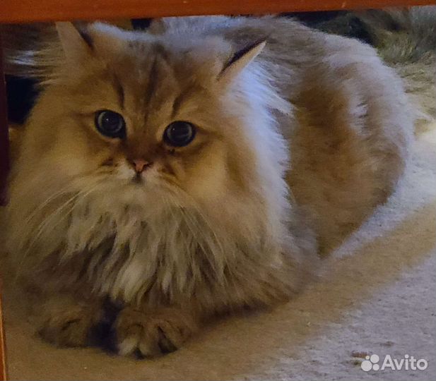 Британец золотая шиншилла в ответственные руки