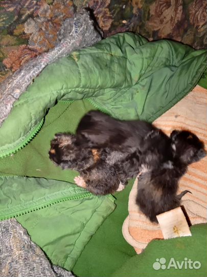 Котята в дар. У них мама умерла