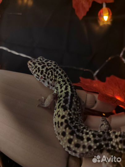 Эублефар black night, Аврора, перпл хед