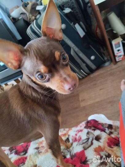 Мини той-терьер