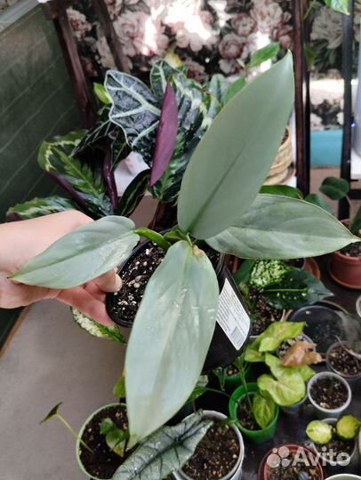 Комнатные растения часть 3