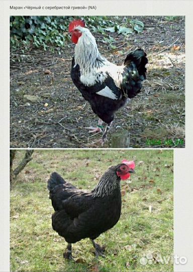 Инкубационное яйцо кур американский леггорн