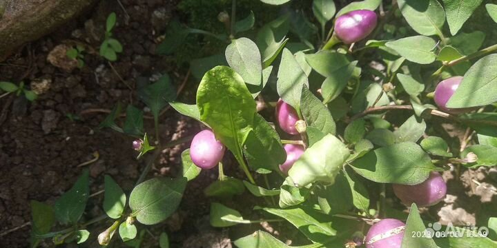 Перец декоративный