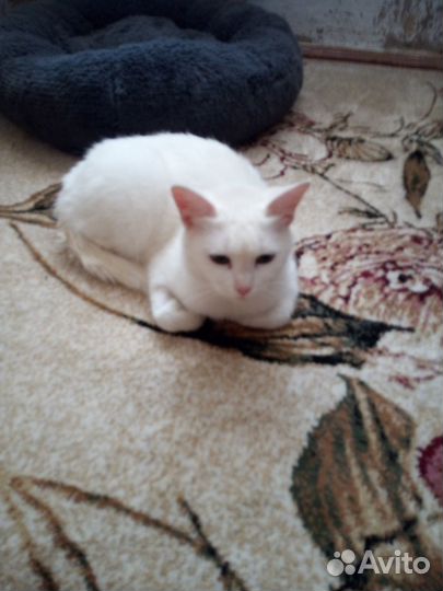 Отдам в добрые руки