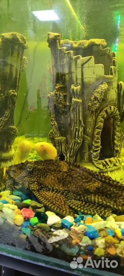 Парчовый сом