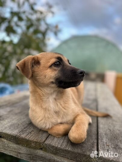 Девочка ищет дом