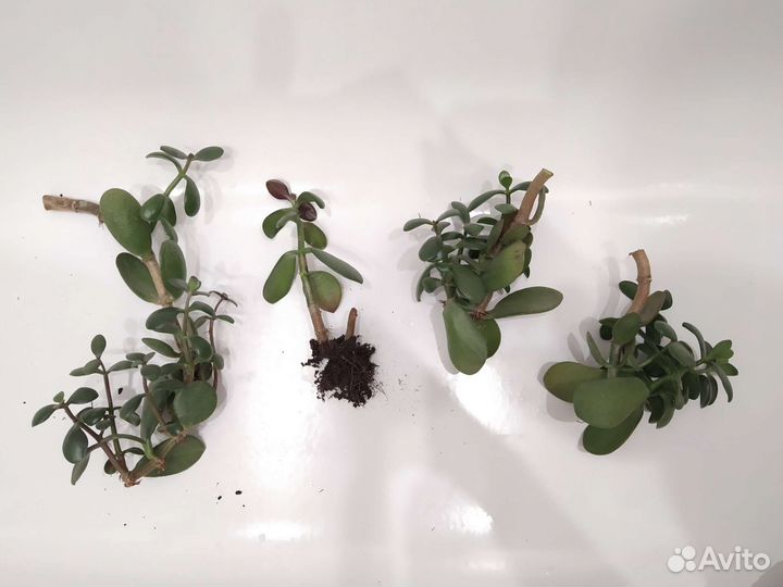 Толстянка отростки