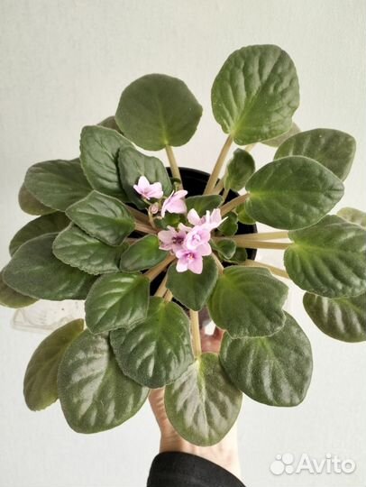 Комнатные цветы взрослые много разных