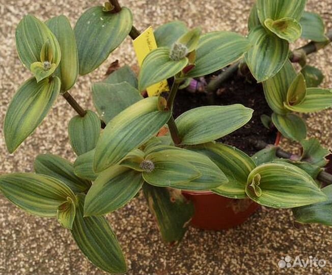 Традесканция Blossfeldiana Variegata Aurea
