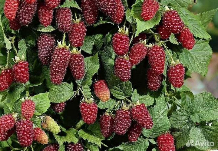 Ежемалина Логанберри, Северные саженцы