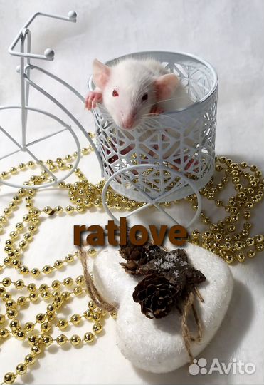 Крысята дамбо от ratlove