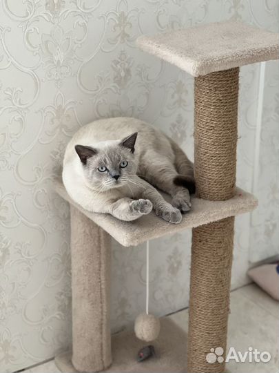 Шотландский котик. Вязка